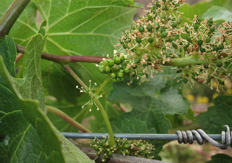 Detailed Picture 3 of Vitis vinifera