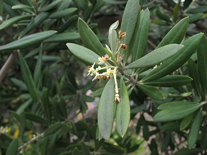 Detailed Picture 5 of Olea europaea