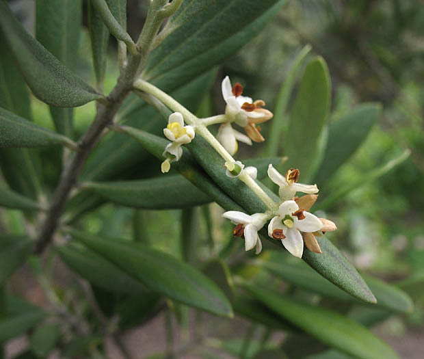 Detailed Picture 4 of Olea europaea