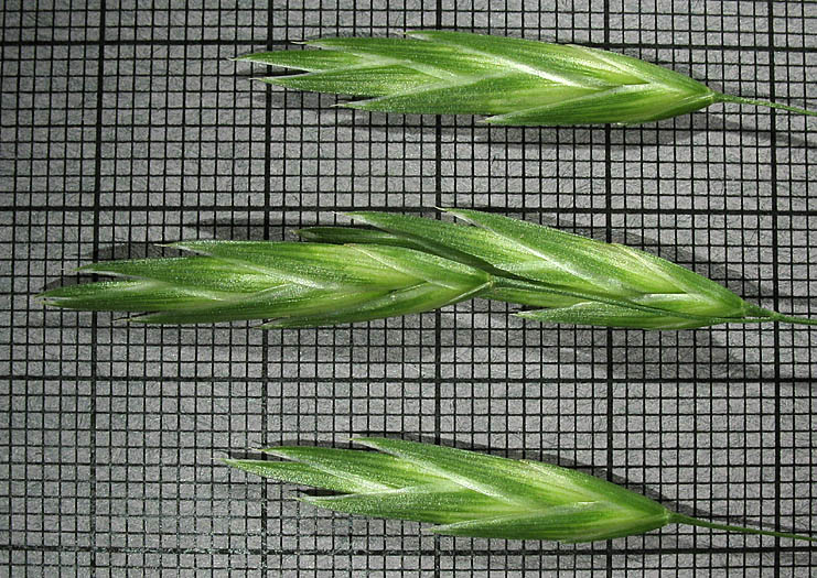 Detailed Picture 5 of Bromus catharticus var. catharticus