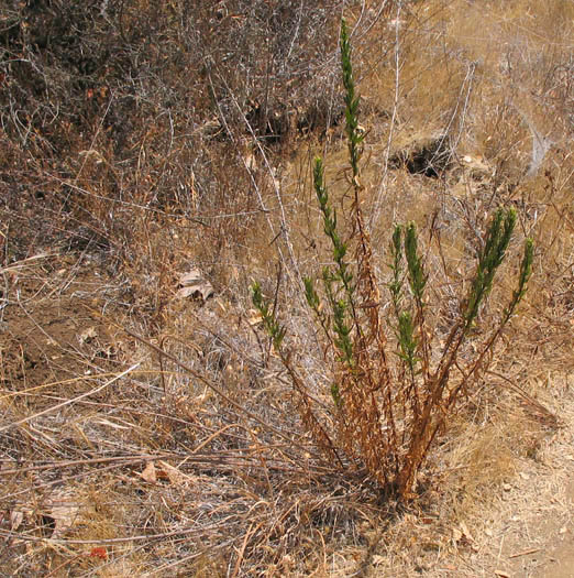 Detailed Picture 4 of Artemisia dracunculus