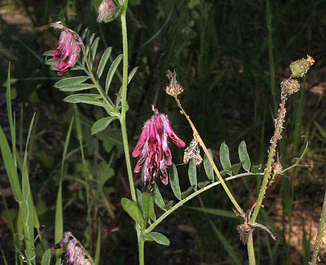Detailed Picture 3 of Vicia benghalensis
