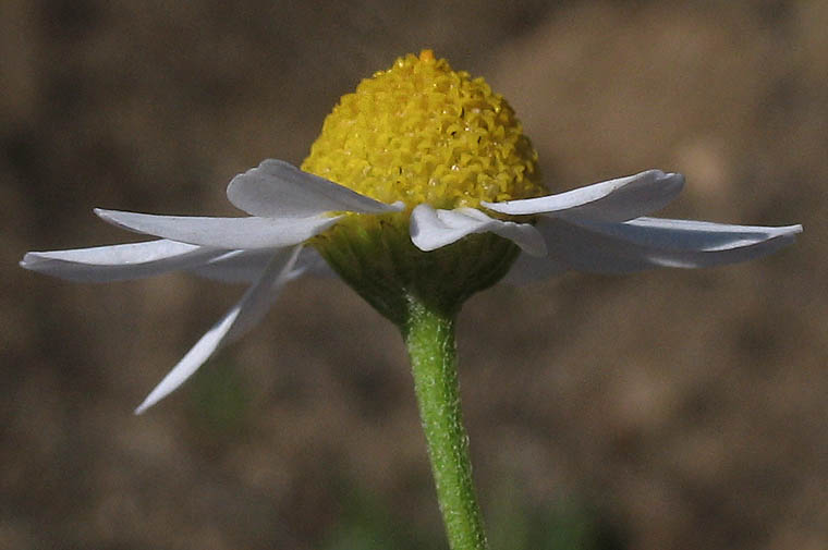 Detailed Picture 3 of Anthemis cotula