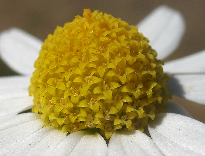 Detailed Picture 2 of Anthemis cotula