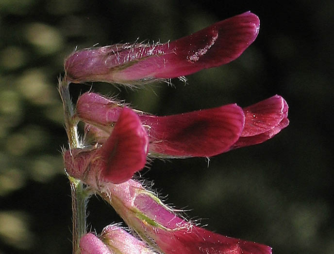 Detailed Picture 1 of Vicia benghalensis