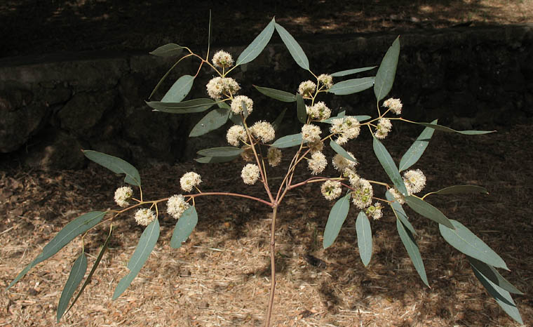 Detailed Picture 4 of Eucalyptus camaldulensis