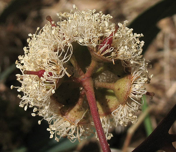 Detailed Picture 3 of Eucalyptus camaldulensis
