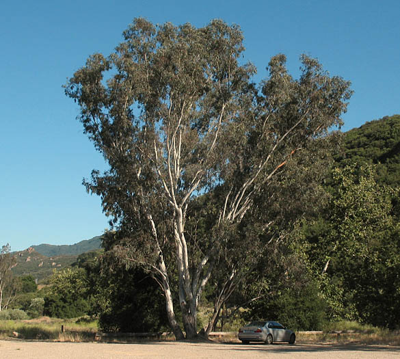 Detailed Picture 6 of Eucalyptus camaldulensis