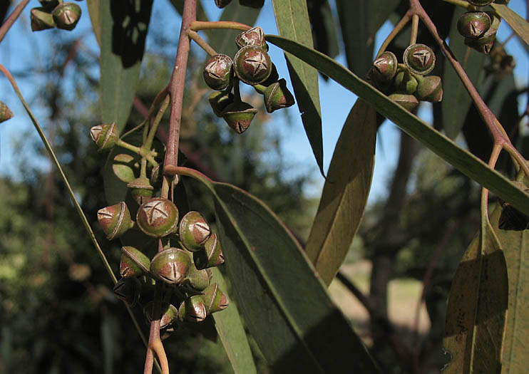 Detailed Picture 7 of Eucalyptus camaldulensis