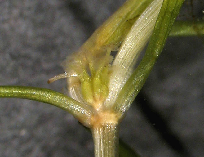 Detailed Picture 1 of Zannichellia palustris