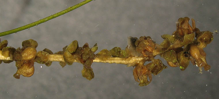 Detailed Picture 6 of Stuckenia pectinata