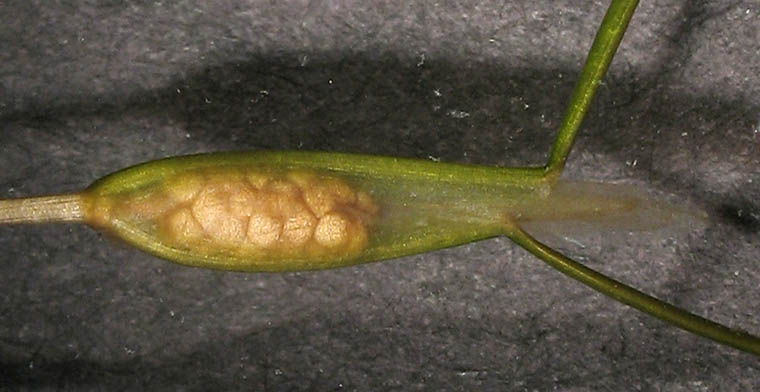 Detailed Picture 4 of Stuckenia pectinata