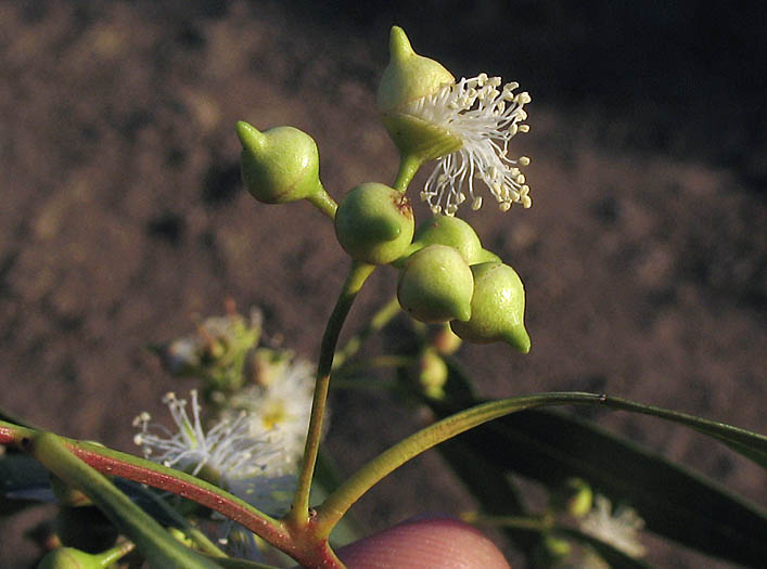 Detailed Picture 5 of Eucalyptus camaldulensis