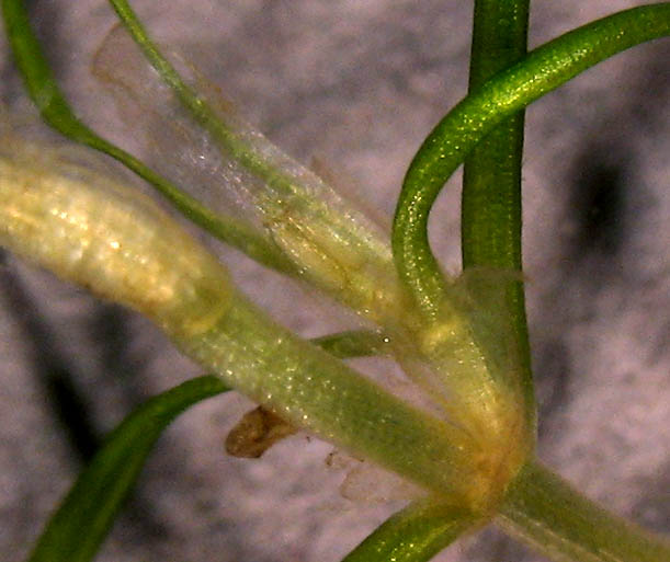 Detailed Picture 2 of Zannichellia palustris