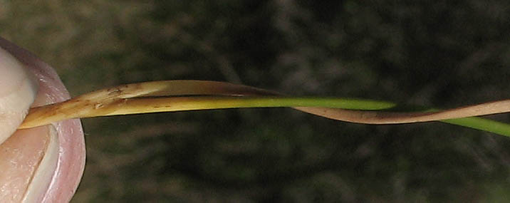 Detailed Picture 9 of Juncus balticus