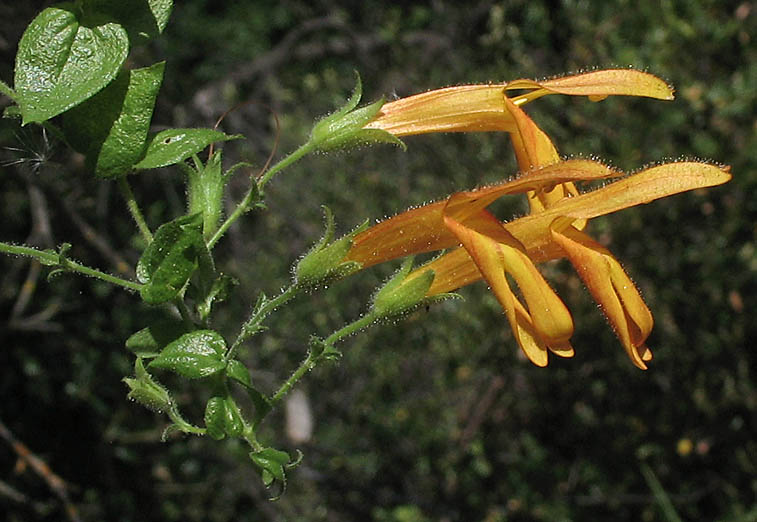 Detailed Picture 2 of Keckiella cordifolia