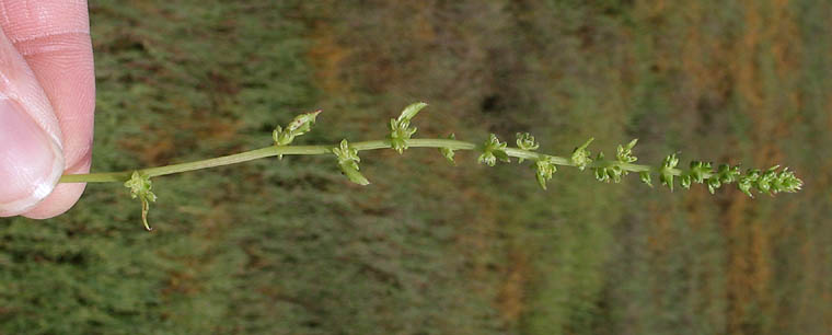 Detailed Picture 2 of Beta vulgaris ssp. maritima