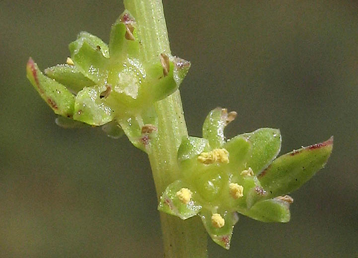 Detailed Picture 1 of Beta vulgaris ssp. maritima