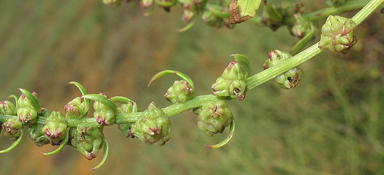 Detailed Picture 6 of Beta vulgaris ssp. maritima