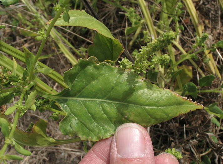 Detailed Picture 5 of Beta vulgaris ssp. maritima