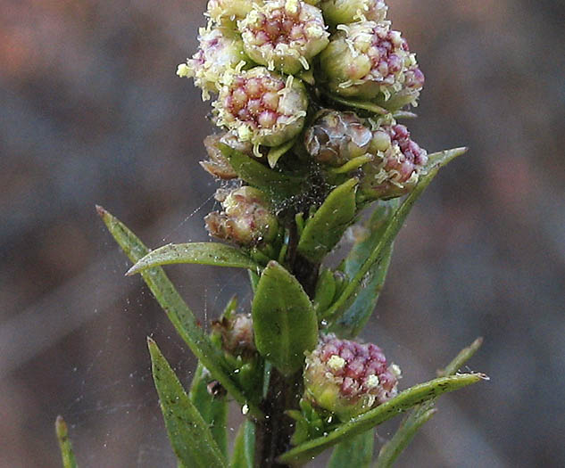 Detailed Picture 1 of Artemisia dracunculus