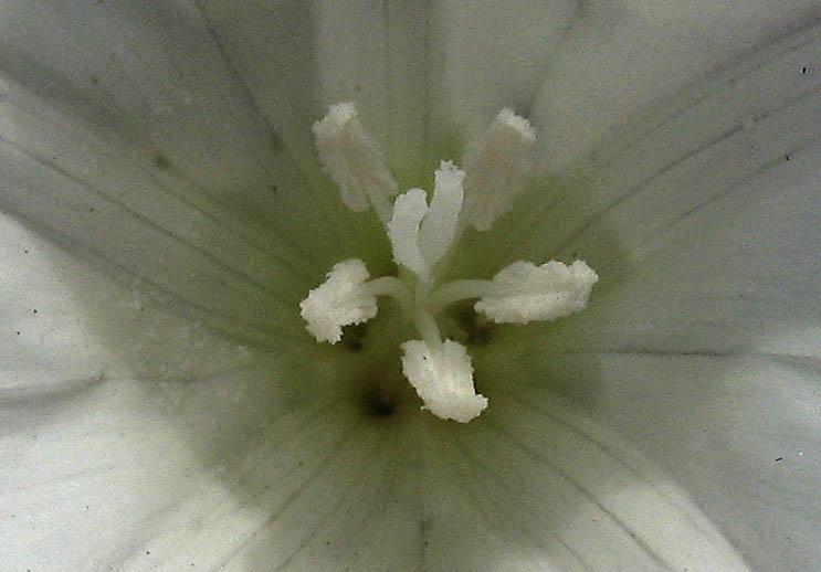 Detailed Picture 2 of Calystegia macrostegia ssp. macrostegia
