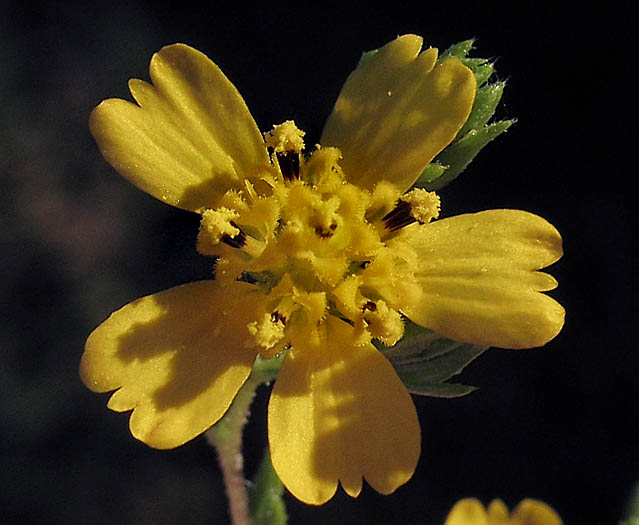 Detailed Picture 1 of Deinandra fasciculata