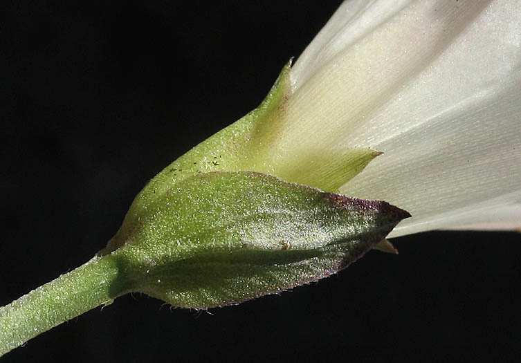 Detailed Picture 7 of Calystegia macrostegia ssp. intermedia