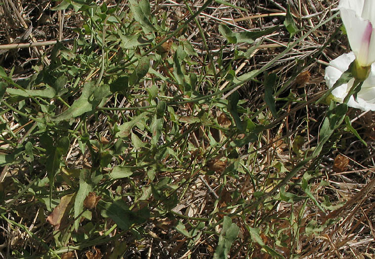 Detailed Picture 5 of Calystegia macrostegia ssp. intermedia