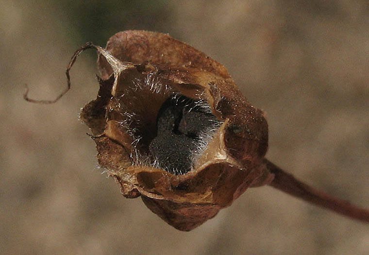 Detailed Picture 8 of Calystegia macrostegia ssp. intermedia