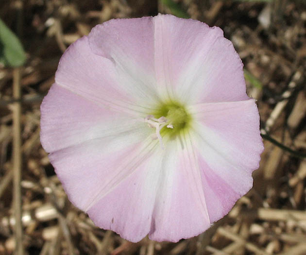 Detailed Picture 1 of Convolvulus arvensis