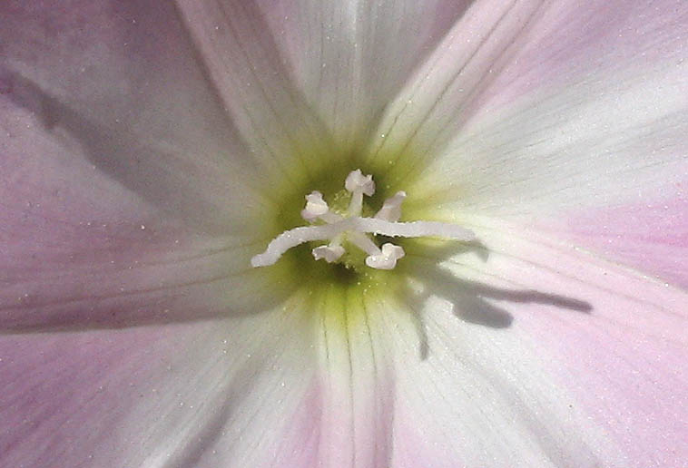 Detailed Picture 2 of Convolvulus arvensis