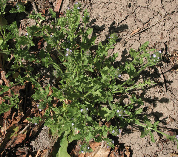 Detailed Picture 7 of Verbena bracteata