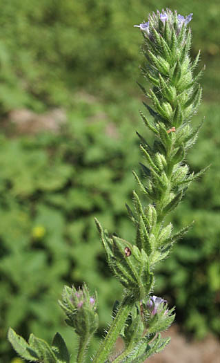 Detailed Picture 6 of Verbena bracteata