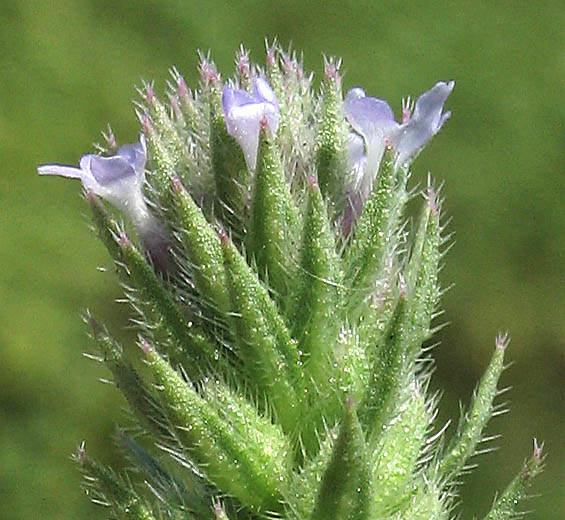 Detailed Picture 5 of Verbena bracteata