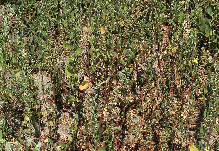 Detailed Picture 6 of Chenopodium berlandieri var. zschackei