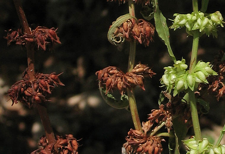 Detailed Picture 6 of Rumex persicarioides