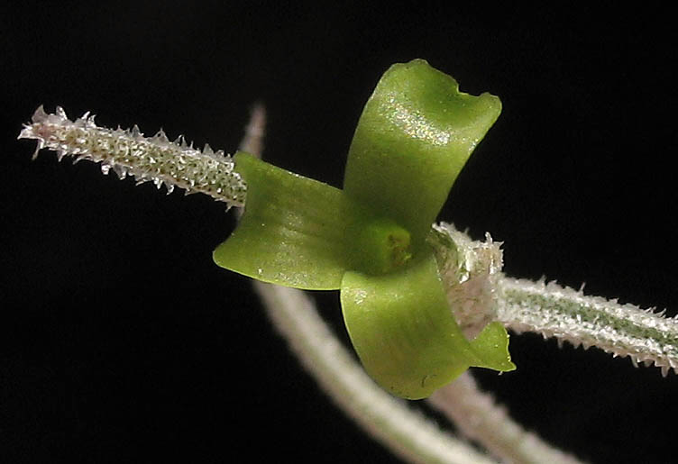 Detailed Picture 1 of Tillandsia usneoides
