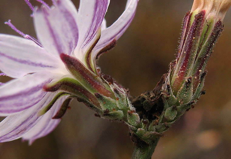 Detailed Picture 4 of Stephanomeria diegensis