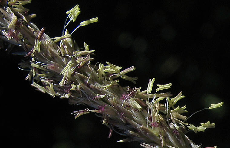 Detailed Picture 2 of Muhlenbergia rigens
