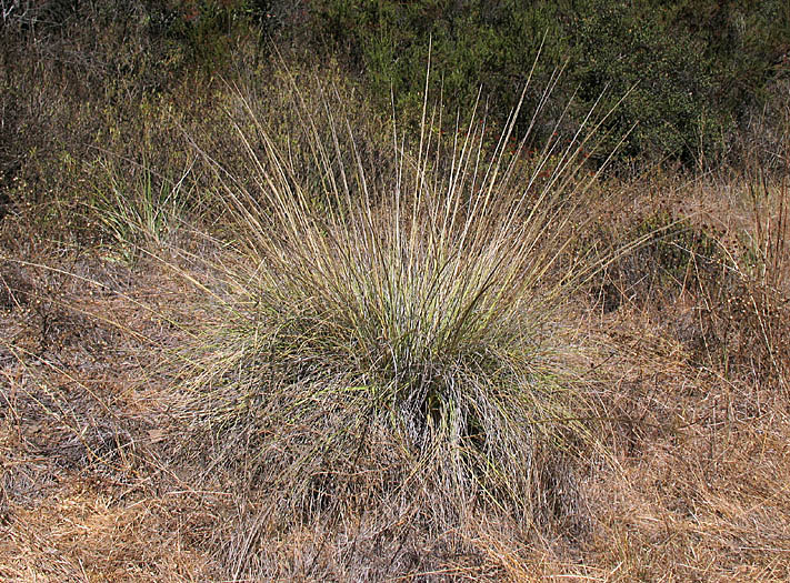 Detailed Picture 3 of Muhlenbergia rigens