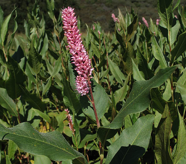 Detailed Picture 2 of Persicaria amphibia