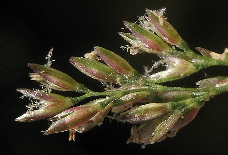 Detailed Picture 4 of Polypogon viridis