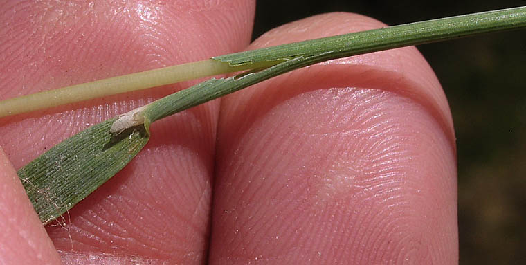 Detailed Picture 5 of Polypogon viridis