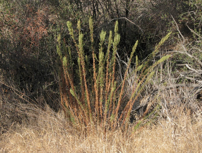Detailed Picture 5 of Artemisia dracunculus