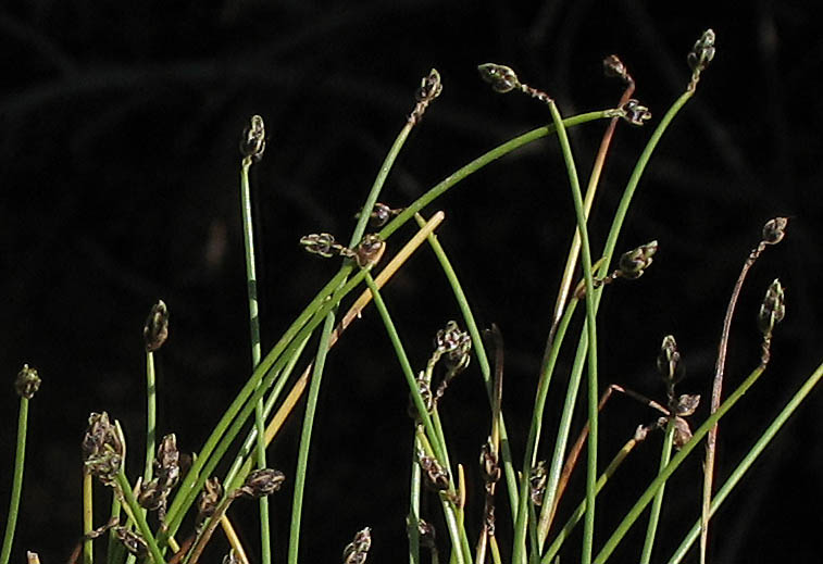 Detailed Picture 4 of Isolepis cernua