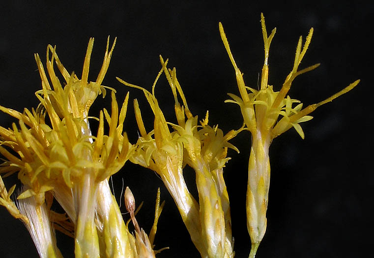 Detailed Picture 2 of Ericameria nauseosa var. mohavensis