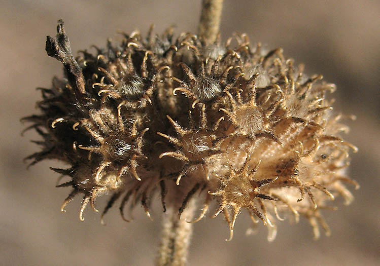 Detailed Picture 5 of Marrubium vulgare