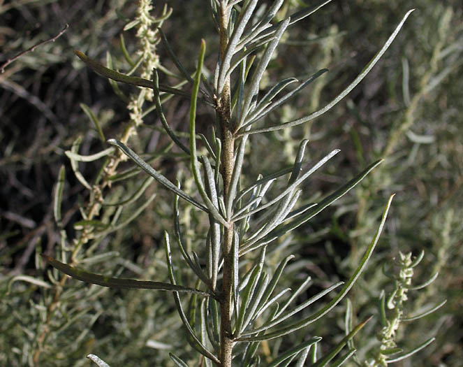 Detailed Picture 6 of Atriplex canescens var. canescens