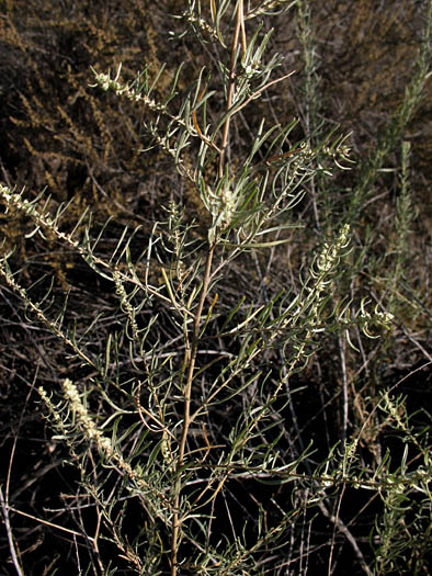 Detailed Picture 7 of Atriplex canescens var. canescens